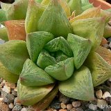 Haworthia cymbiformis v. compacta (RSA)